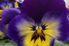 IMG_0045-1-scaled